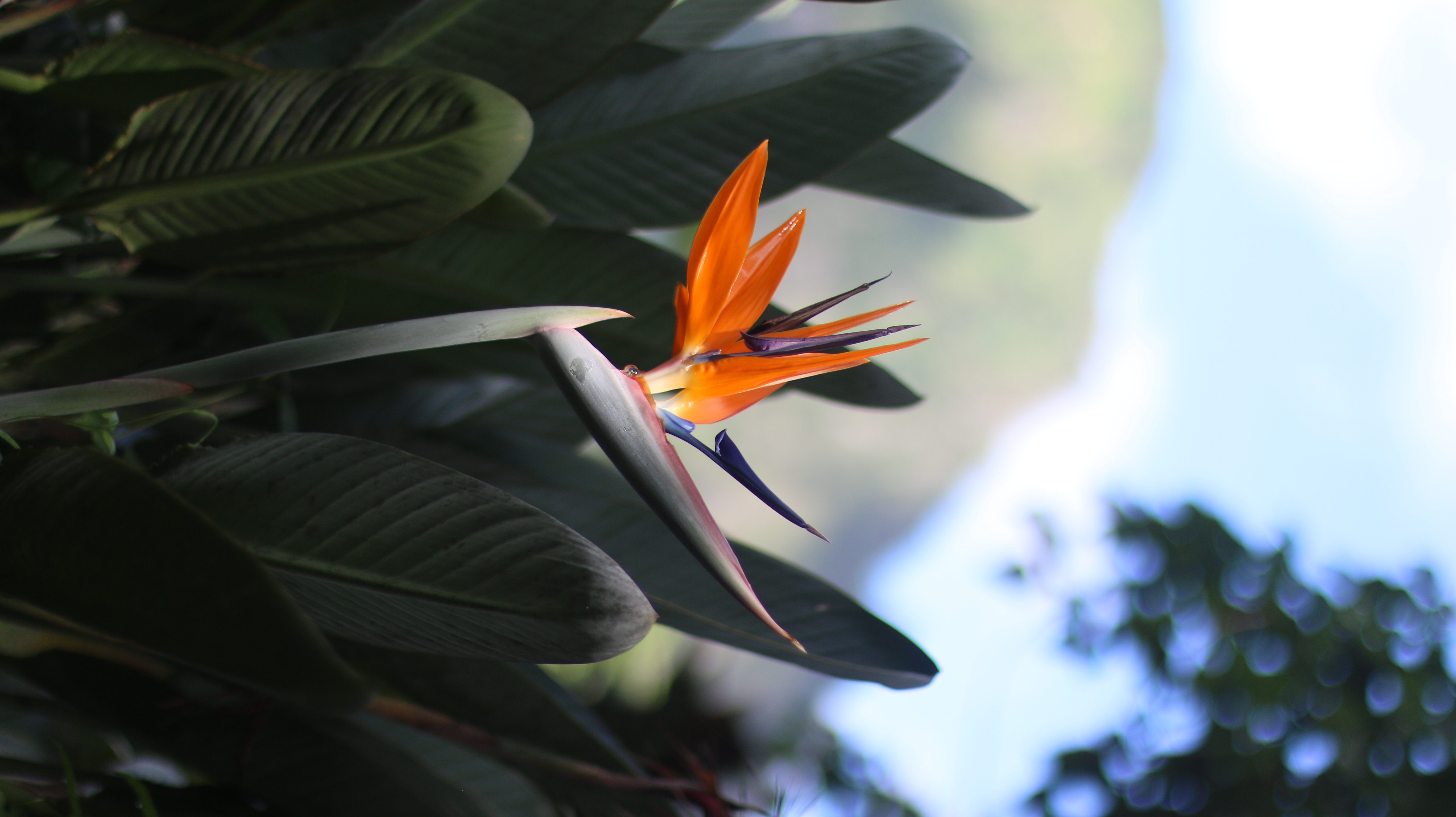close up of a bird of paradise flower with a blurred background of green leaves