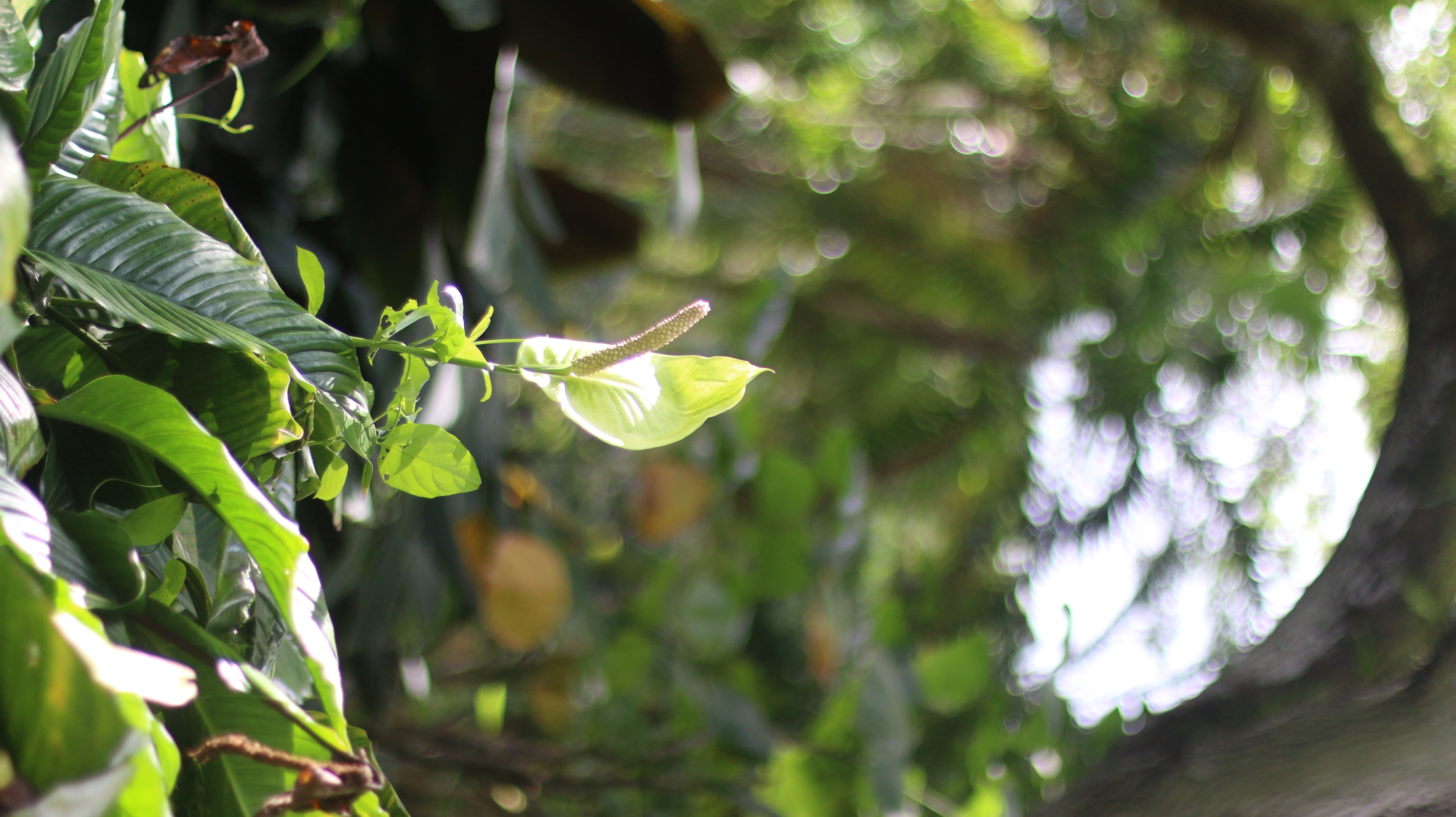close up of a peace lily flower with a blurred background of green leaves