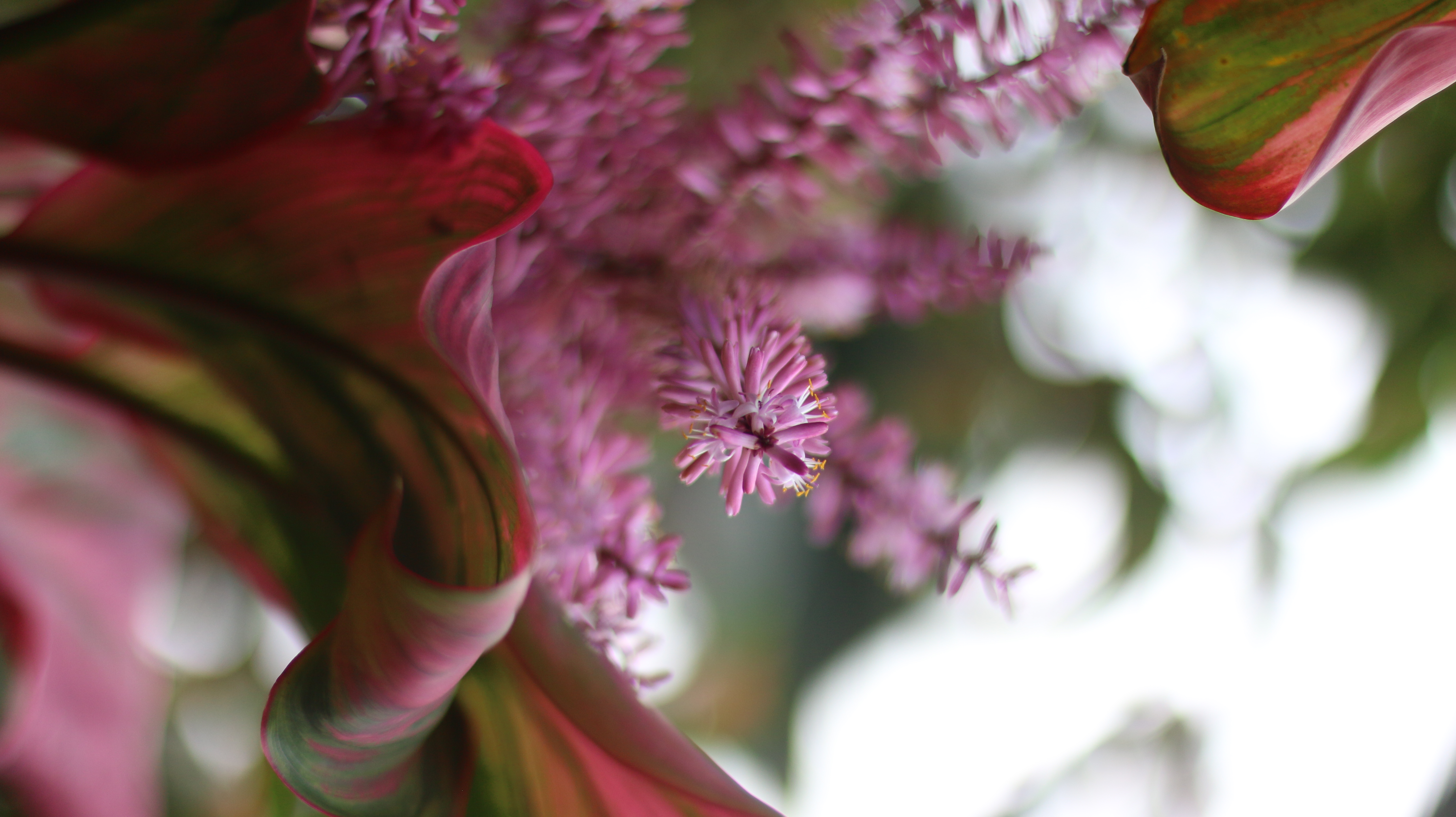 close up of a ti plant flower with a blurred background of green leaves