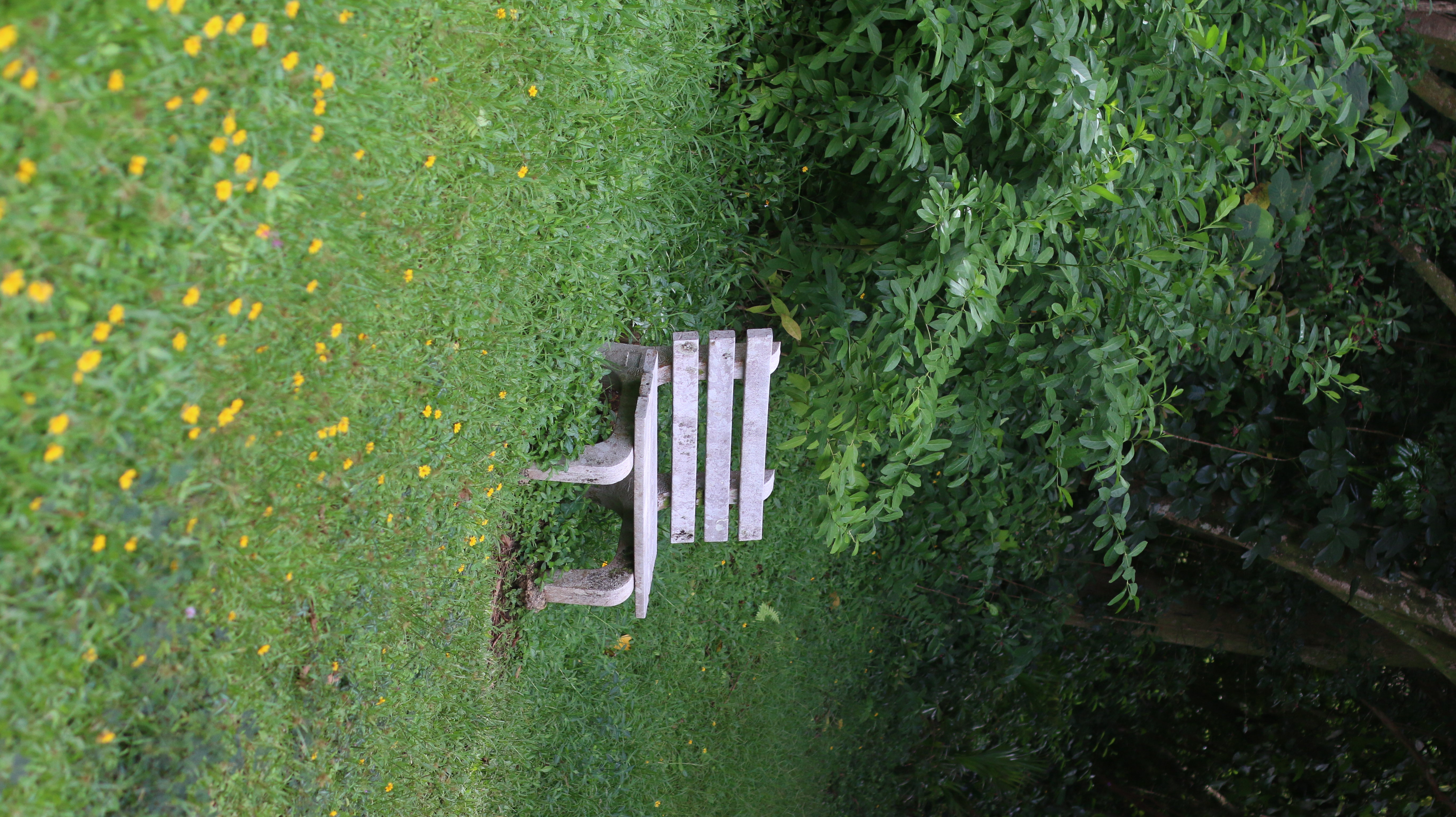 old wooden bench in the middle of a grassy field of wild flowerswith trees in the background