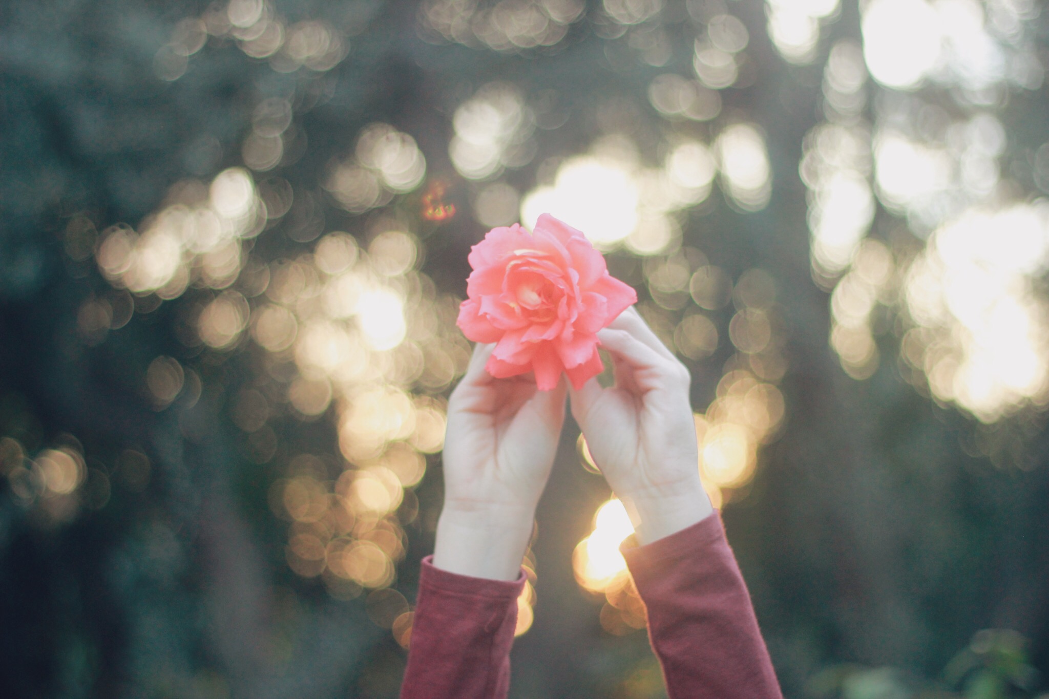 Women's hands holding a flower in the air